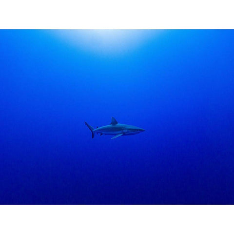 Into The Blue Black Modern Wood Framed Art Print with Double Matting by Melesan, Serge