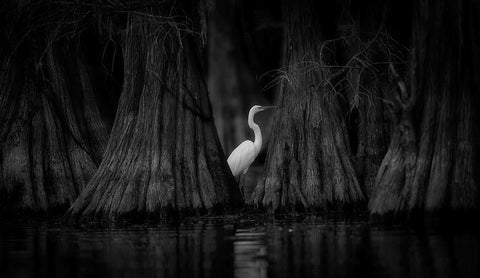 Egret And Cypress Black Ornate Wood Framed Art Print with Double Matting by Zheng, Michael