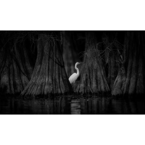 Egret And Cypress Black Modern Wood Framed Art Print with Double Matting by Zheng, Michael