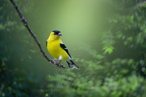 Posing Pretty Black Ornate Wood Framed Art Print with Double Matting by Maggard Arlow, Mickey