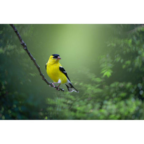 Posing Pretty Gold Ornate Wood Framed Art Print with Double Matting by Maggard Arlow, Mickey