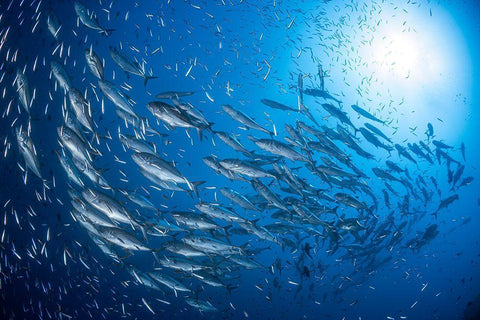 A School Of Trevaly Black Ornate Wood Framed Art Print with Double Matting by Gabriel, Barathieu