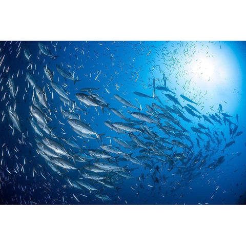 A School Of Trevaly White Modern Wood Framed Art Print by Gabriel, Barathieu