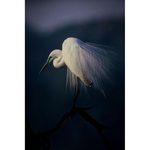 Beautiful Ornament Feathers Black Modern Wood Framed Art Print by Yamashita, Takafumi