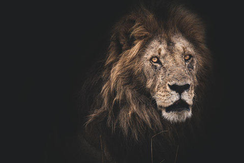 Royalty White Modern Wood Framed Art Print with Double Matting by Loesch, Frederic