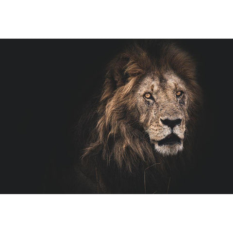 Royalty Black Modern Wood Framed Art Print by Loesch, Frederic