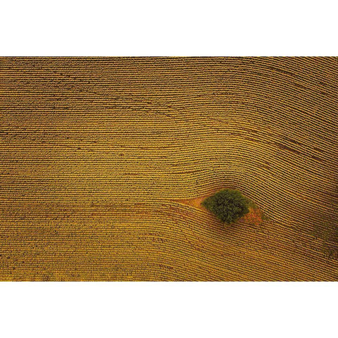 Eye In Field Black Modern Wood Framed Art Print with Double Matting by Zheng, Michael