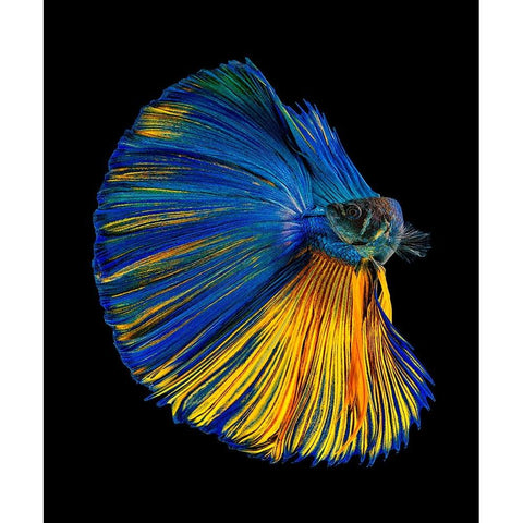 Yellow A Blue Black Modern Wood Framed Art Print by Halil, Andi