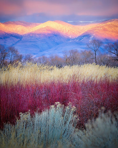 Field Layers Black Ornate Wood Framed Art Print with Double Matting by Kirbyturnage