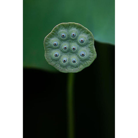 A Lotus White Modern Wood Framed Art Print by Liu, Yanny