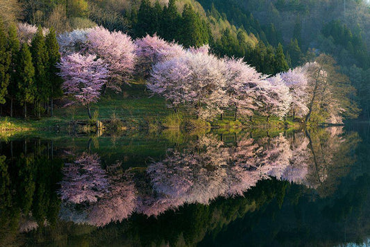 Image Only