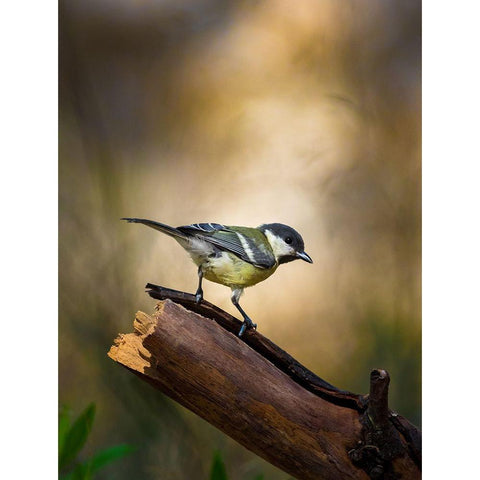 Great Tit Gold Ornate Wood Framed Art Print with Double Matting by Mufti, Yanal