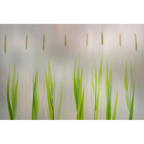 Harmony White Modern Wood Framed Art Print by Van Son, Greetje