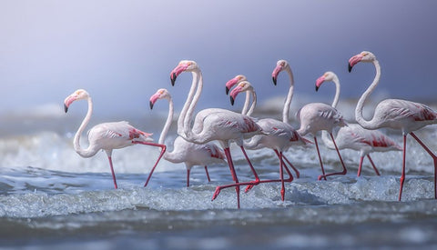 Beach Marathon Black Ornate Wood Framed Art Print with Double Matting by Wedpathak, Rahul