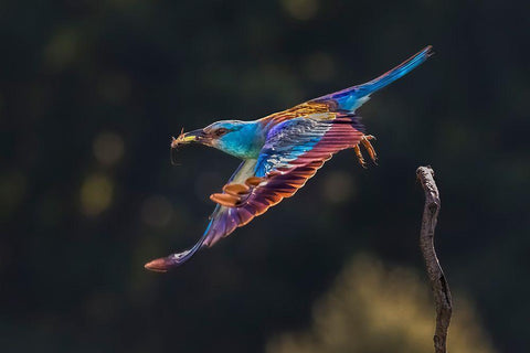 Busy For Feeding Black Ornate Wood Framed Art Print with Double Matting by Zuo, Jun