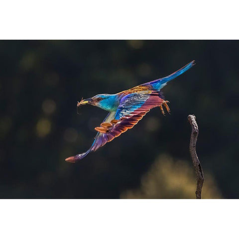 Busy For Feeding Black Modern Wood Framed Art Print by Zuo, Jun