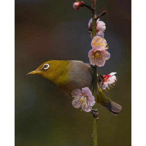 Plum Blossoms And White-Eye White Modern Wood Framed Art Print by miwa_sun_