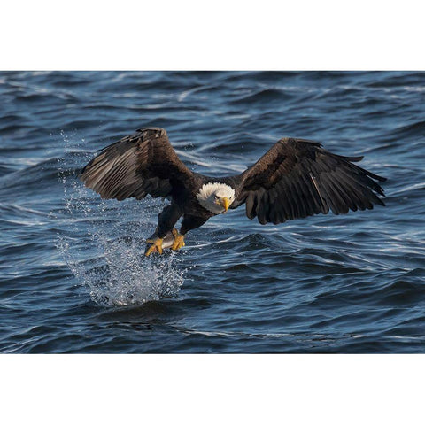 Eagle On The Mississippi River Black Modern Wood Framed Art Print by Xu, Leah