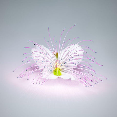 Caper Flower White Modern Wood Framed Art Print by Cavallo, Rico