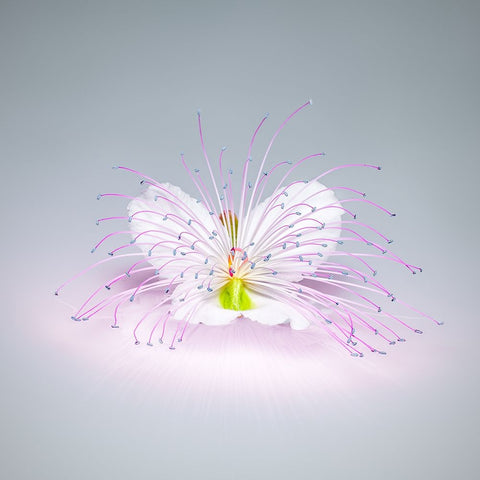 Caper Flower White Modern Wood Framed Art Print with Double Matting by Cavallo, Rico