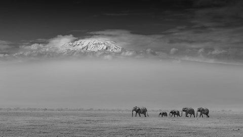 Elephant Family Under Mount Kilimanjaro Black Ornate Wood Framed Art Print with Double Matting by Wang, Yun