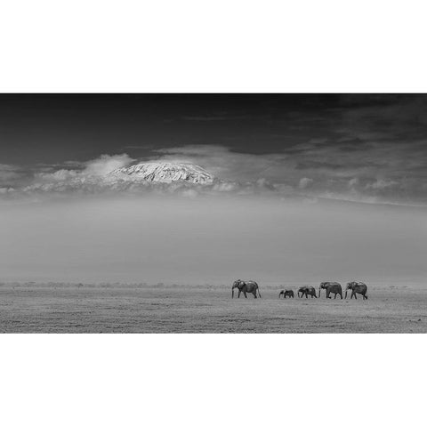 Elephant Family Under Mount Kilimanjaro Black Modern Wood Framed Art Print with Double Matting by Wang, Yun