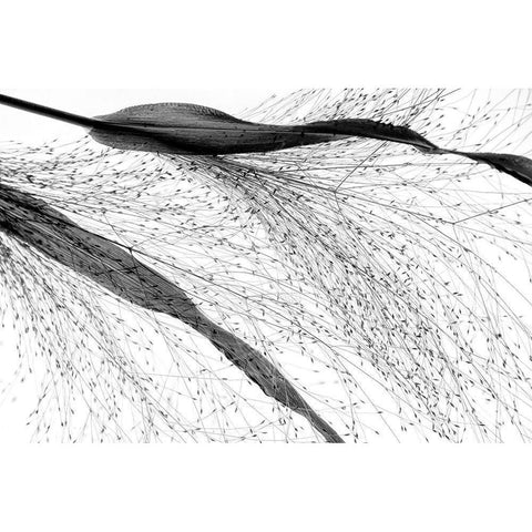 Black Grass Black Modern Wood Framed Art Print with Double Matting by Dingemans, Saskia