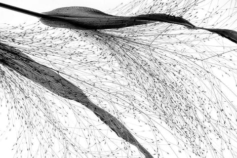 Black Grass White Modern Wood Framed Art Print with Double Matting by Dingemans, Saskia