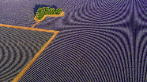 Lavender Graphic Black Ornate Wood Framed Art Print with Double Matting by Pelissier, Marc