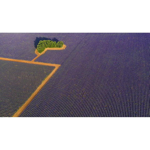 Lavender Graphic White Modern Wood Framed Art Print by Pelissier, Marc