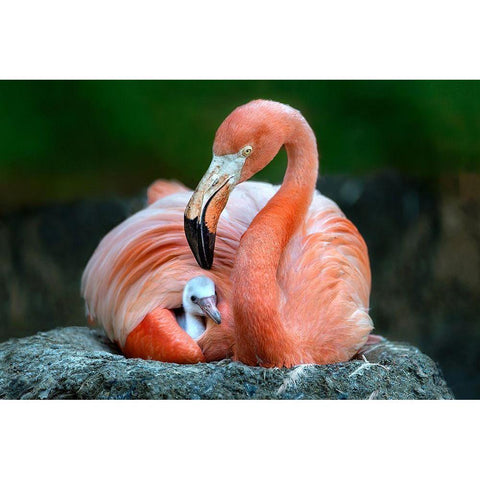 Mom Flamingo With Chick Black Modern Wood Framed Art Print with Double Matting by Ortega, Xavier