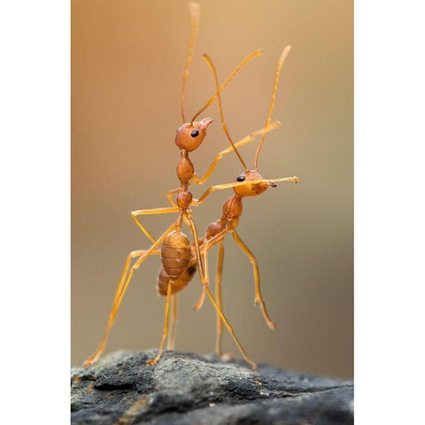 Dance Ants Black Modern Wood Framed Art Print by Mp, Hendy