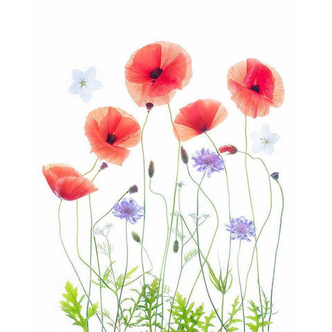 Poppy Garden Black Modern Wood Framed Art Print with Double Matting by Williams, Sharon