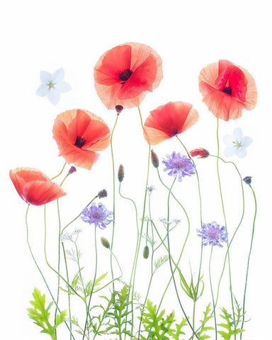 Poppy Garden White Modern Wood Framed Art Print with Double Matting by Williams, Sharon