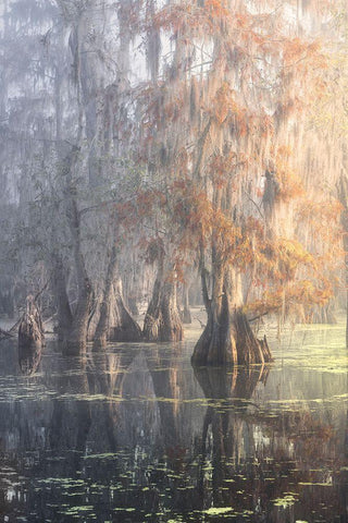 Louisiana Swamp White Modern Wood Framed Art Print with Double Matting by Marchegiani, Roberto