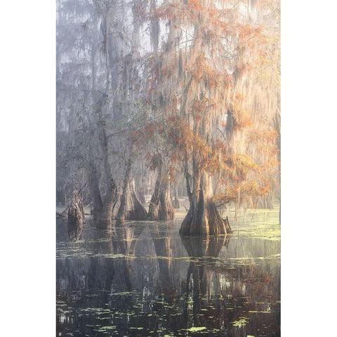 Louisiana Swamp Black Modern Wood Framed Art Print by Marchegiani, Roberto