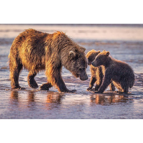 Eye To Eye White Modern Wood Framed Art Print by C. Sink, Jeffrey