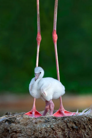 Caribbean Flamingo Chick White Modern Wood Framed Art Print with Double Matting by Ortega, Xavier