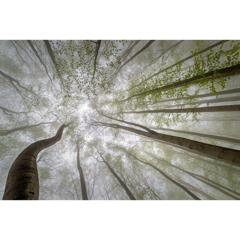 Forest Views White Modern Wood Framed Art Print by Pavlasek, Tom