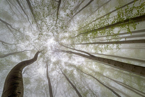 Forest Views White Modern Wood Framed Art Print with Double Matting by Pavlasek, Tom