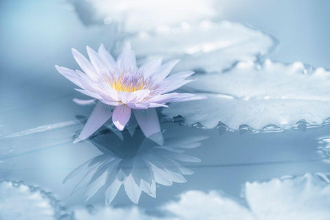 Reflection Black Ornate Wood Framed Art Print with Double Matting by Suzuki, Takashi