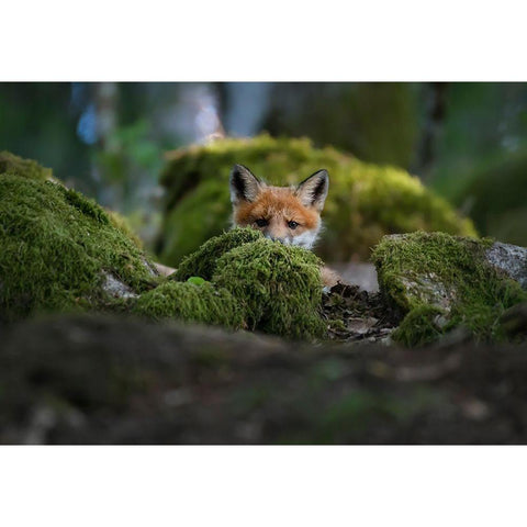 Curious Fox Black Modern Wood Framed Art Print by Lindsten, Christian