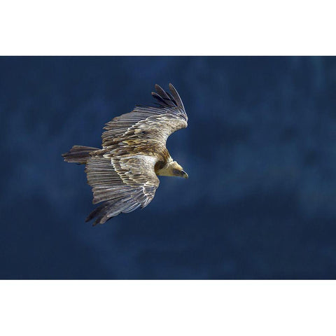 Vulture In Blu Gold Ornate Wood Framed Art Print with Double Matting by Redaelli, Marco