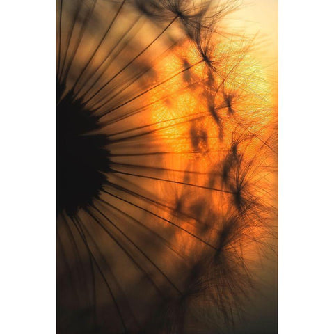 Sunset White Modern Wood Framed Art Print by Siegers, Ricky