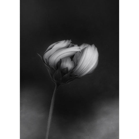 Cosmos White Modern Wood Framed Art Print by Gronkjar, Lotte