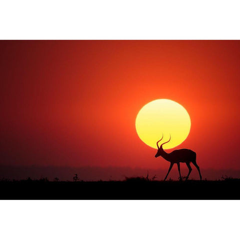 An African Sunset White Modern Wood Framed Art Print by Doyle, Renee