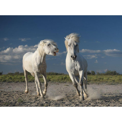 White Horses White Modern Wood Framed Art Print by Anton, Rostovskiy