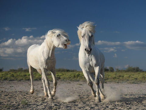 White Horses Black Ornate Wood Framed Art Print with Double Matting by Anton, Rostovskiy