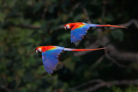 The Couple White Modern Wood Framed Art Print with Double Matting by Feng, Young