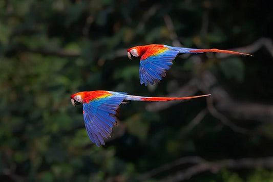 Image Only